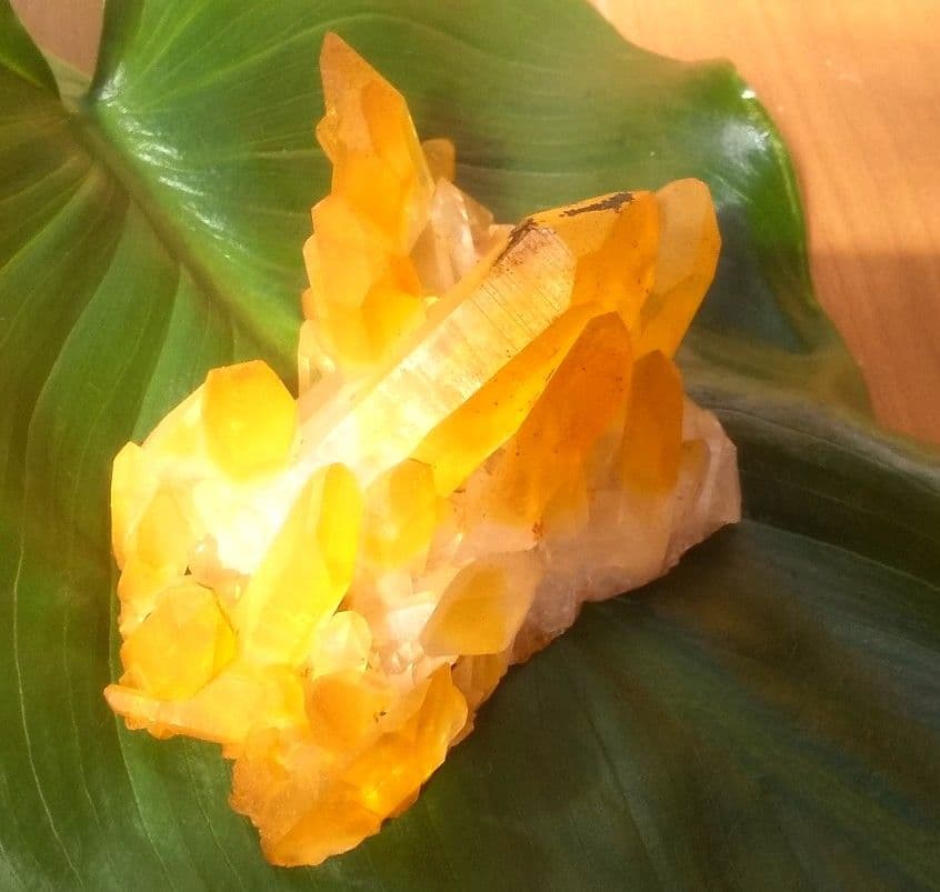 希少 クラスター ゴールデンヒーラー　上質！