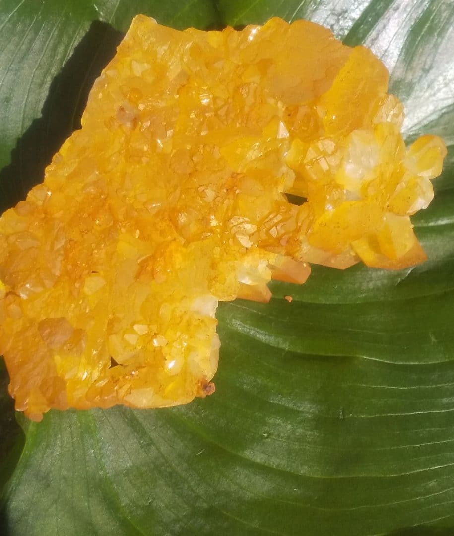 希少 クラスター ゴールデンヒーラー　上質！