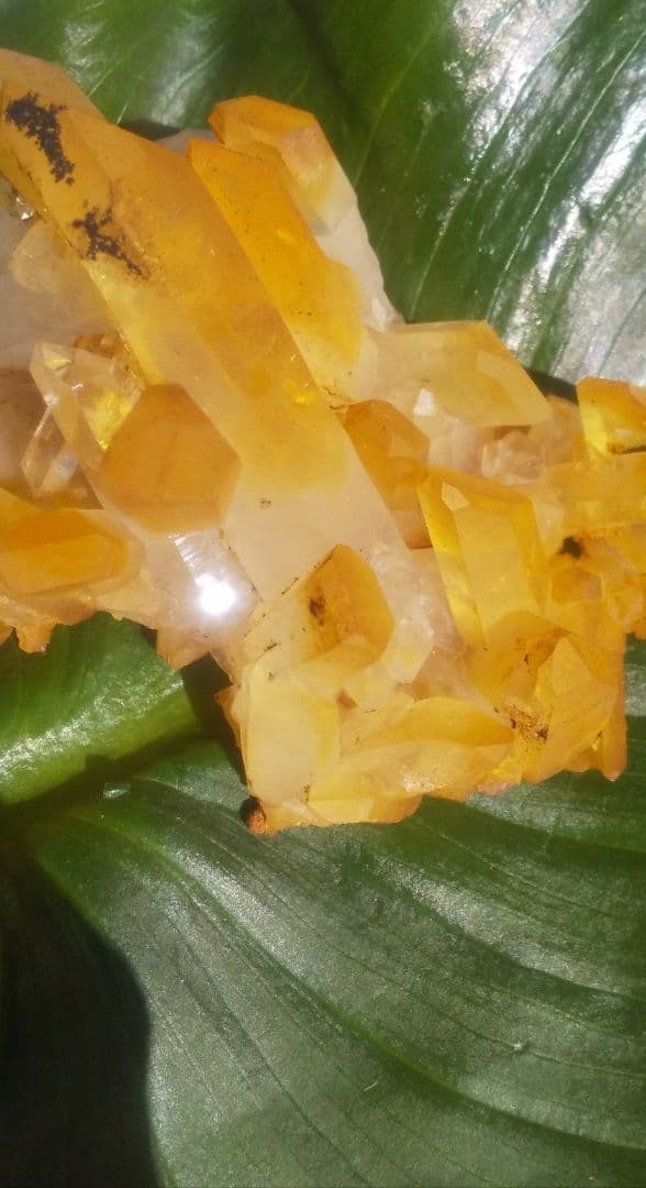 希少 クラスター ゴールデンヒーラー　上質！