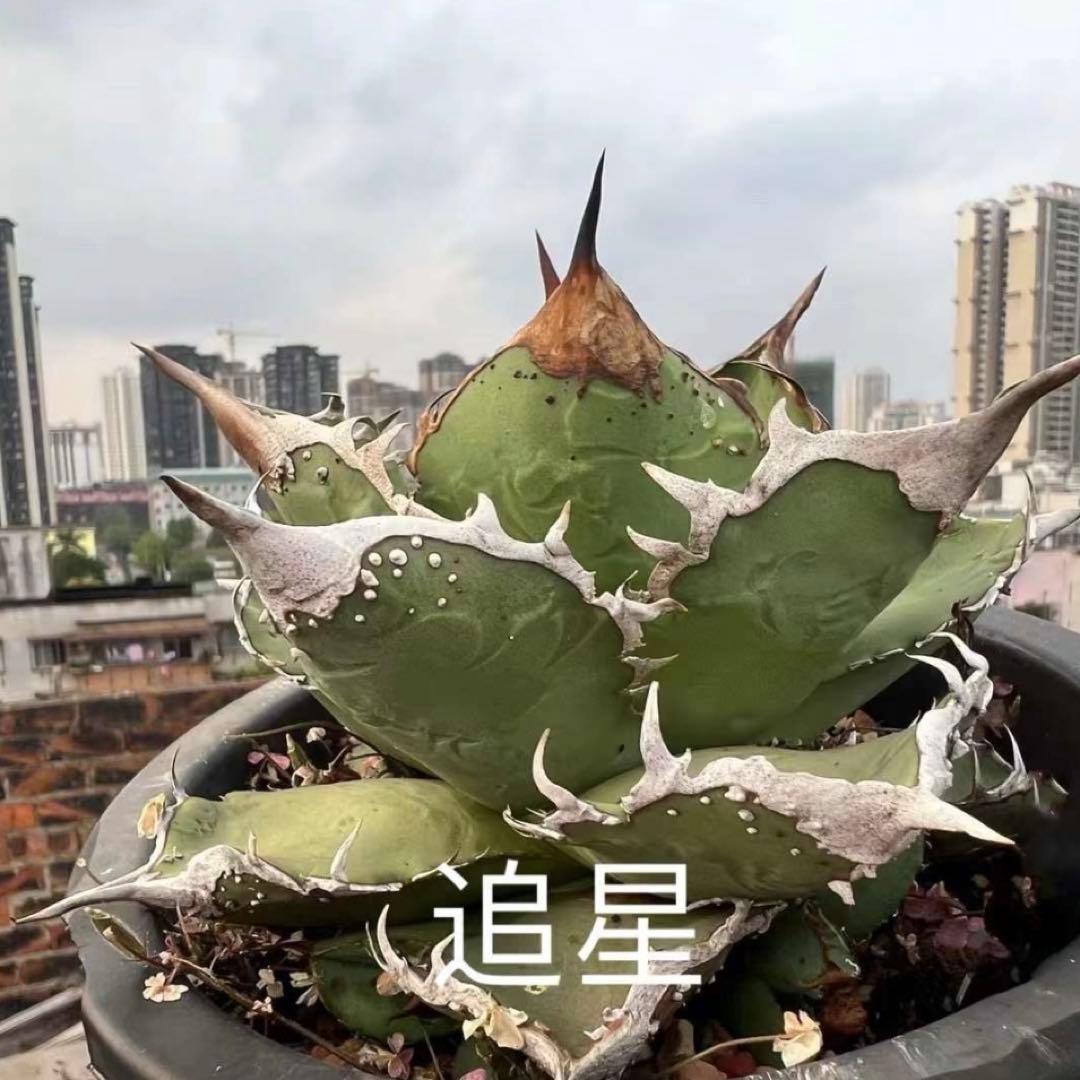 アガベチタノタ追星成株‼️なり株参考までに