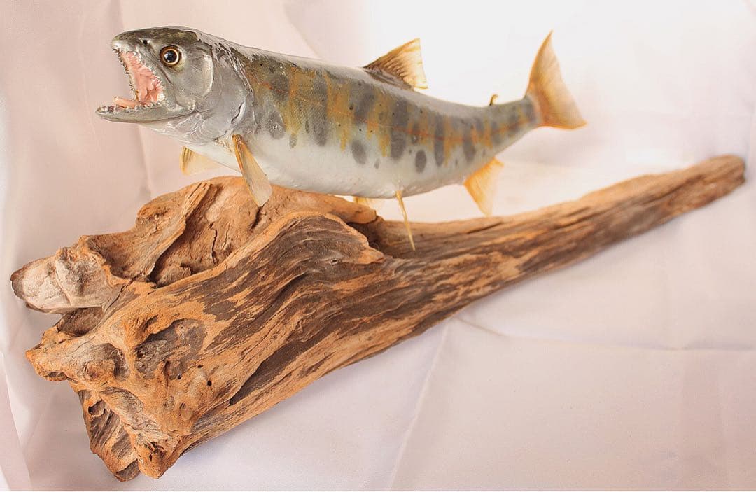 渓流魚剥製　山女魚の流木台座付き