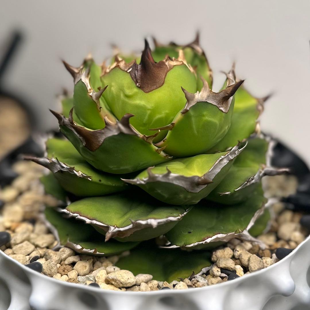 【特選イラン株】 アガベ バトルアックス 特大株