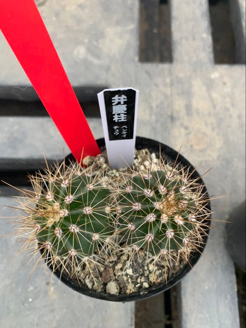 サボテン　弁慶柱　３号　2株セット　赤