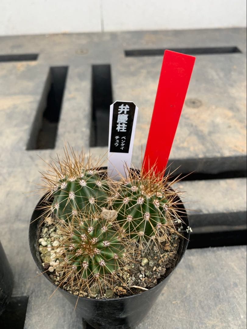 サボテン　弁慶柱　３号　2株セット　赤