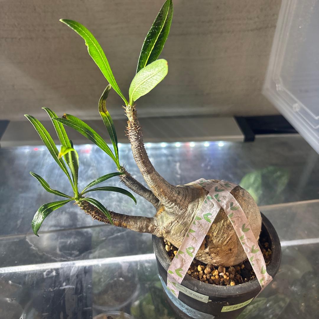 値下げ‼️塊根植物　パキポディウ　グラキリス　横タイプ