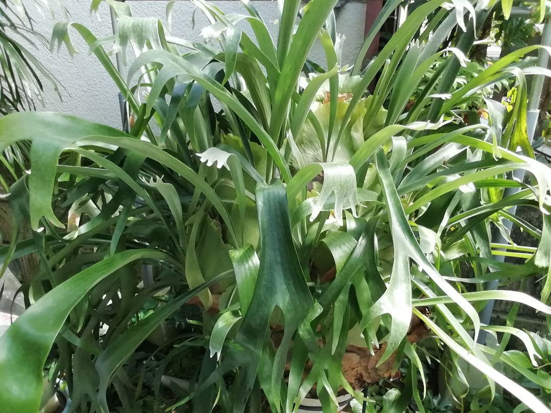 ビカクシダ　P.bifurcatum old type 　希少株　子株多数