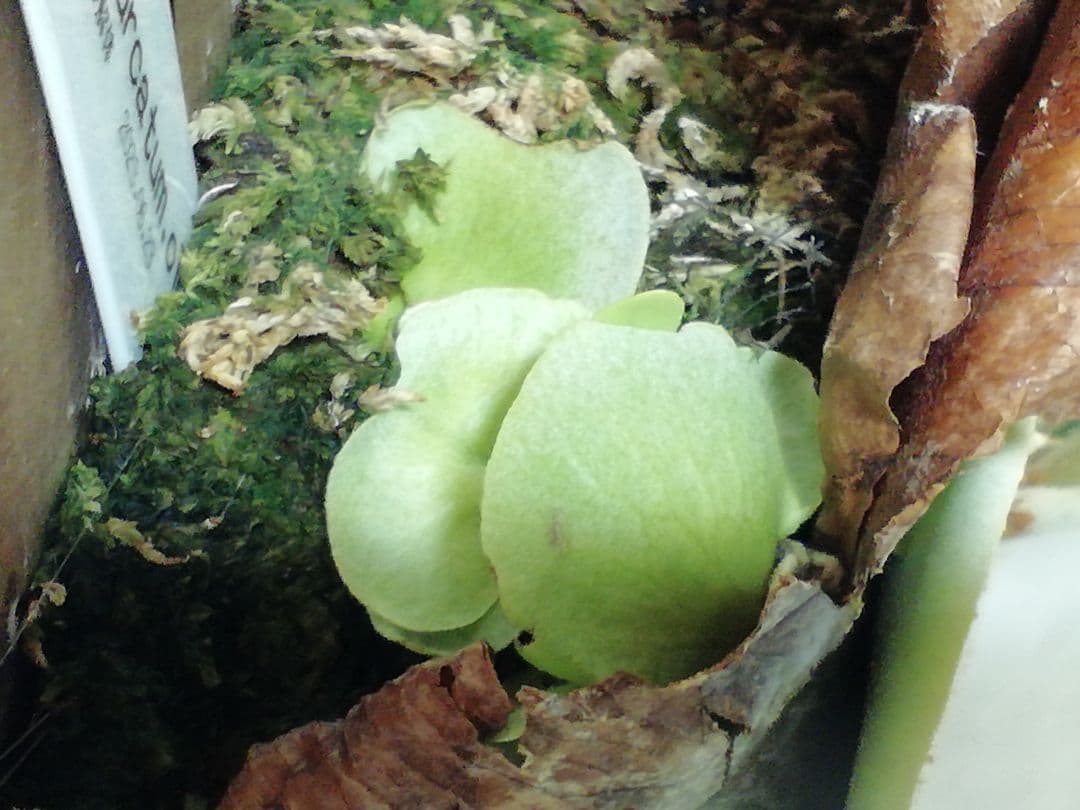 ビカクシダ　P.bifurcatum old type 　希少株　子株多数