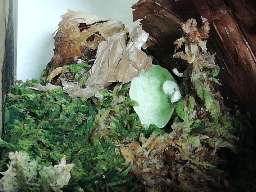 ビカクシダ　P.bifurcatum old type 　希少株　子株多数