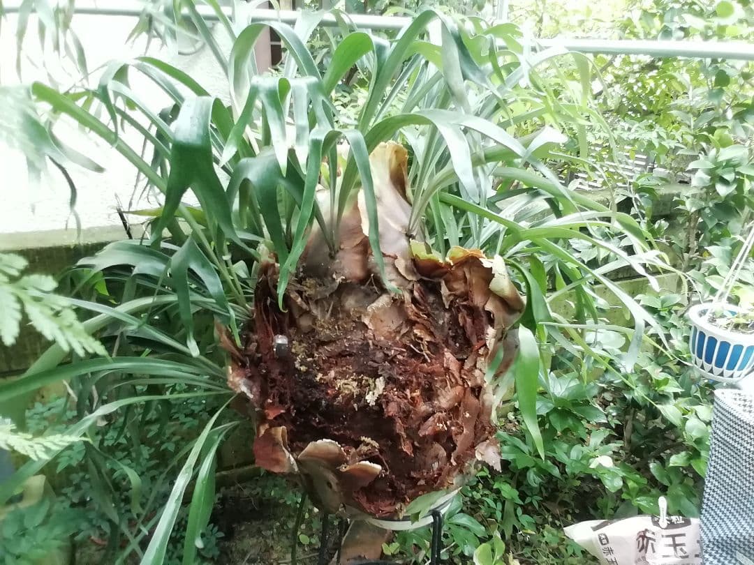 ビカクシダ　P.bifurcatum old type 　希少株　子株多数