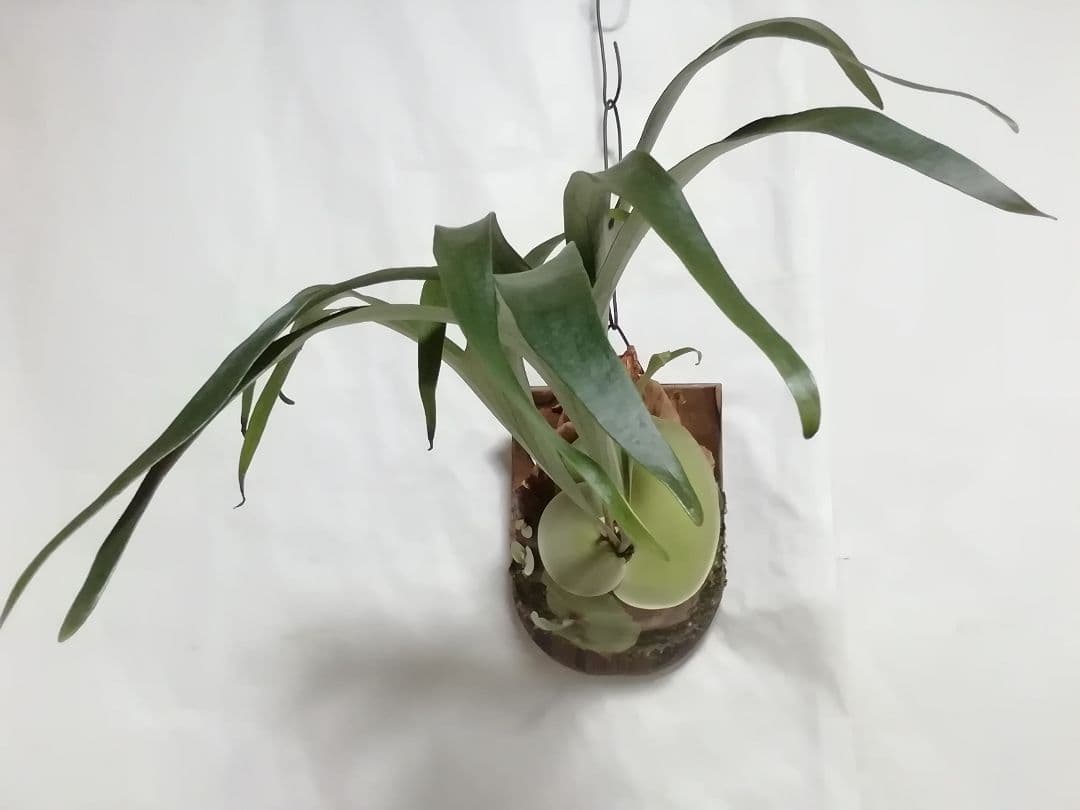 ビカクシダ　P.bifurcatum old type 　希少株　子株多数