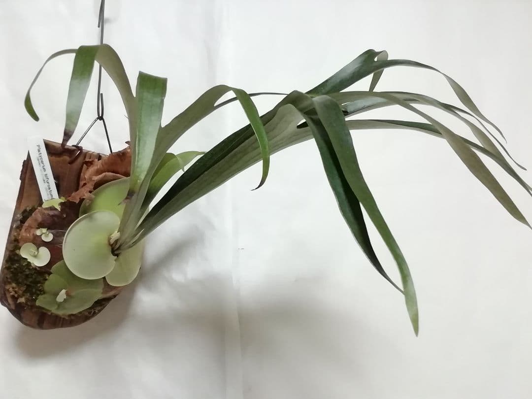 ビカクシダ　P.bifurcatum old type 　希少株　子株多数