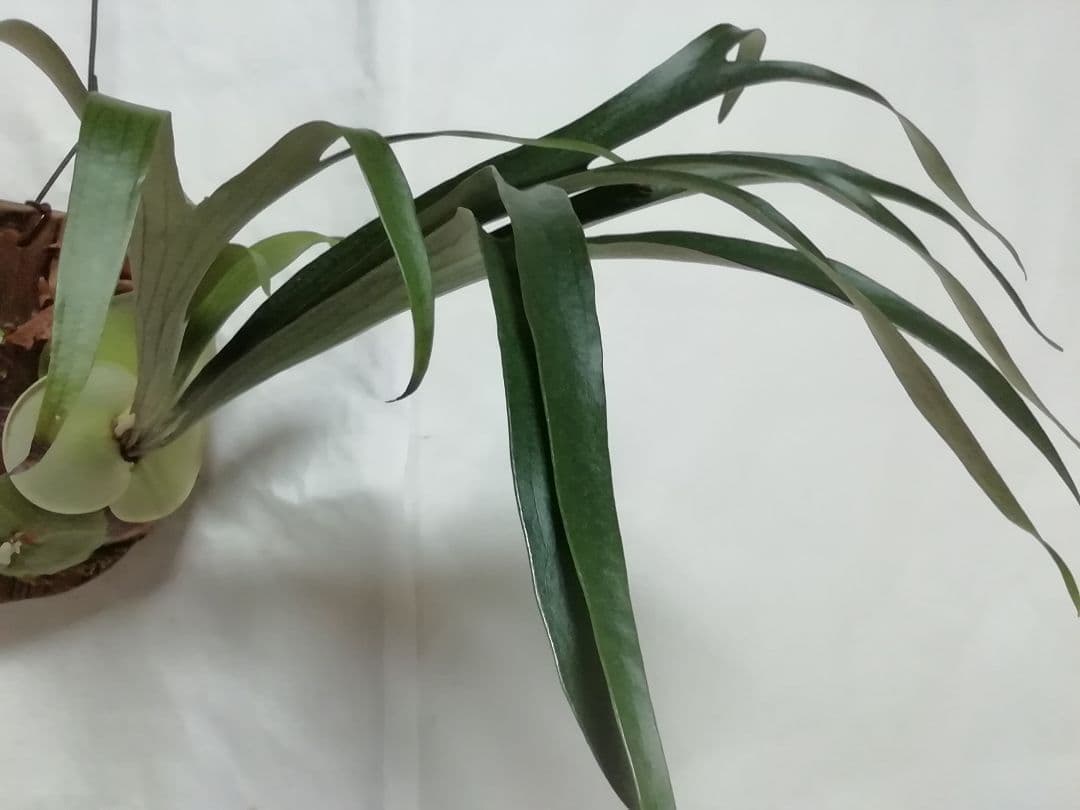 ビカクシダ　P.bifurcatum old type 　希少株　子株多数