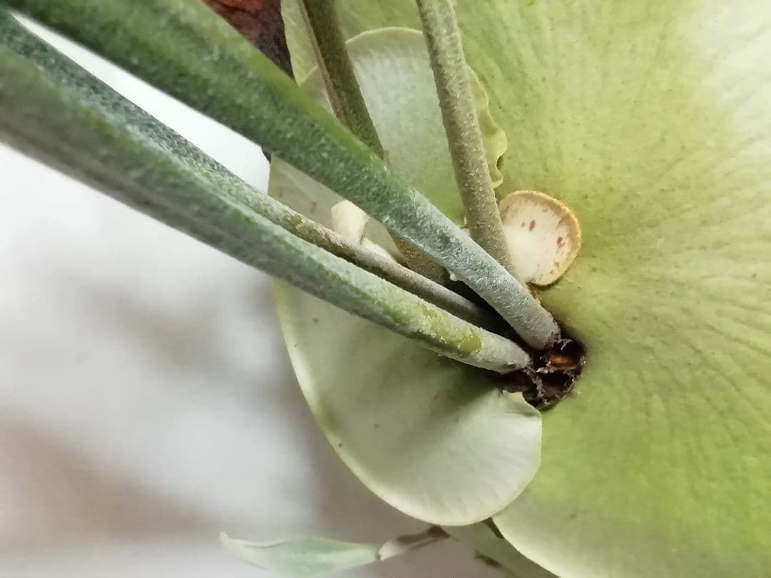 ビカクシダ　P.bifurcatum old type 　希少株　子株多数