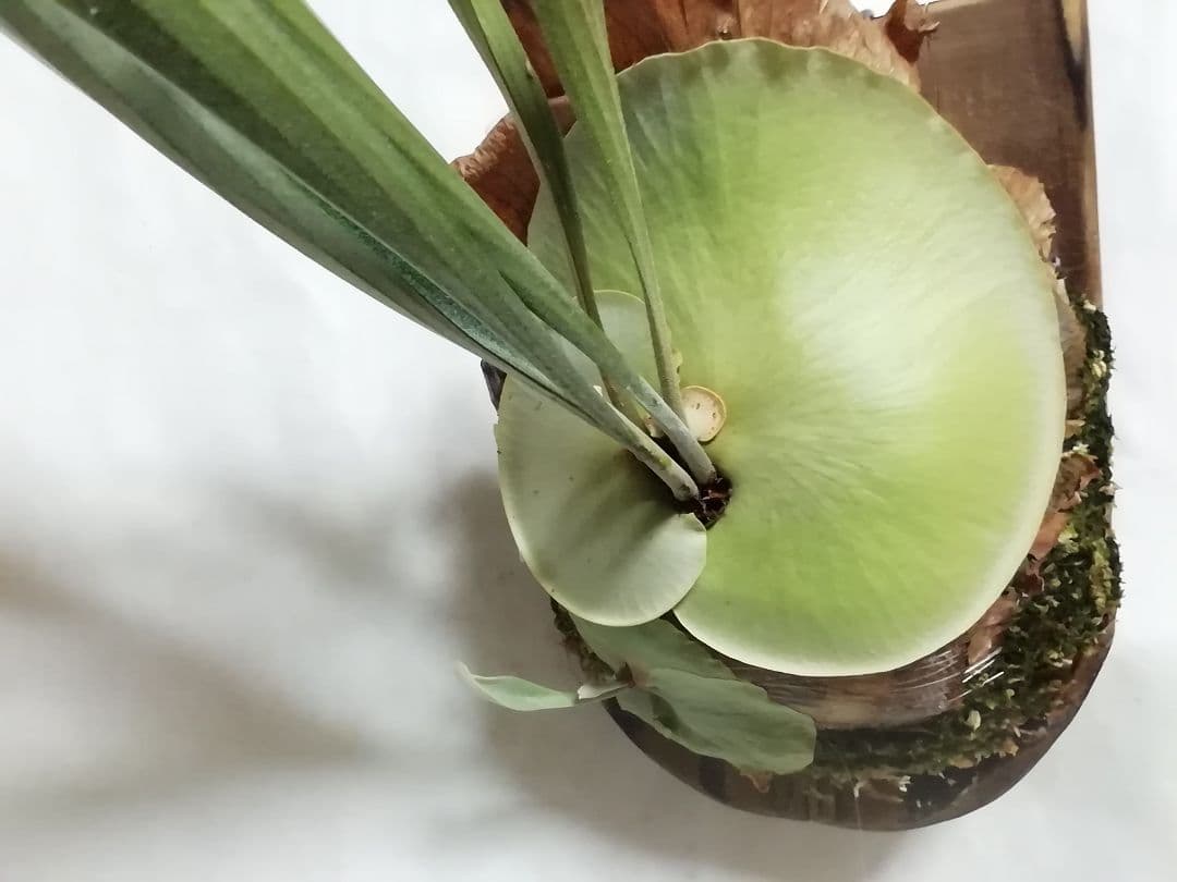 ビカクシダ　P.bifurcatum old type 　希少株　子株多数