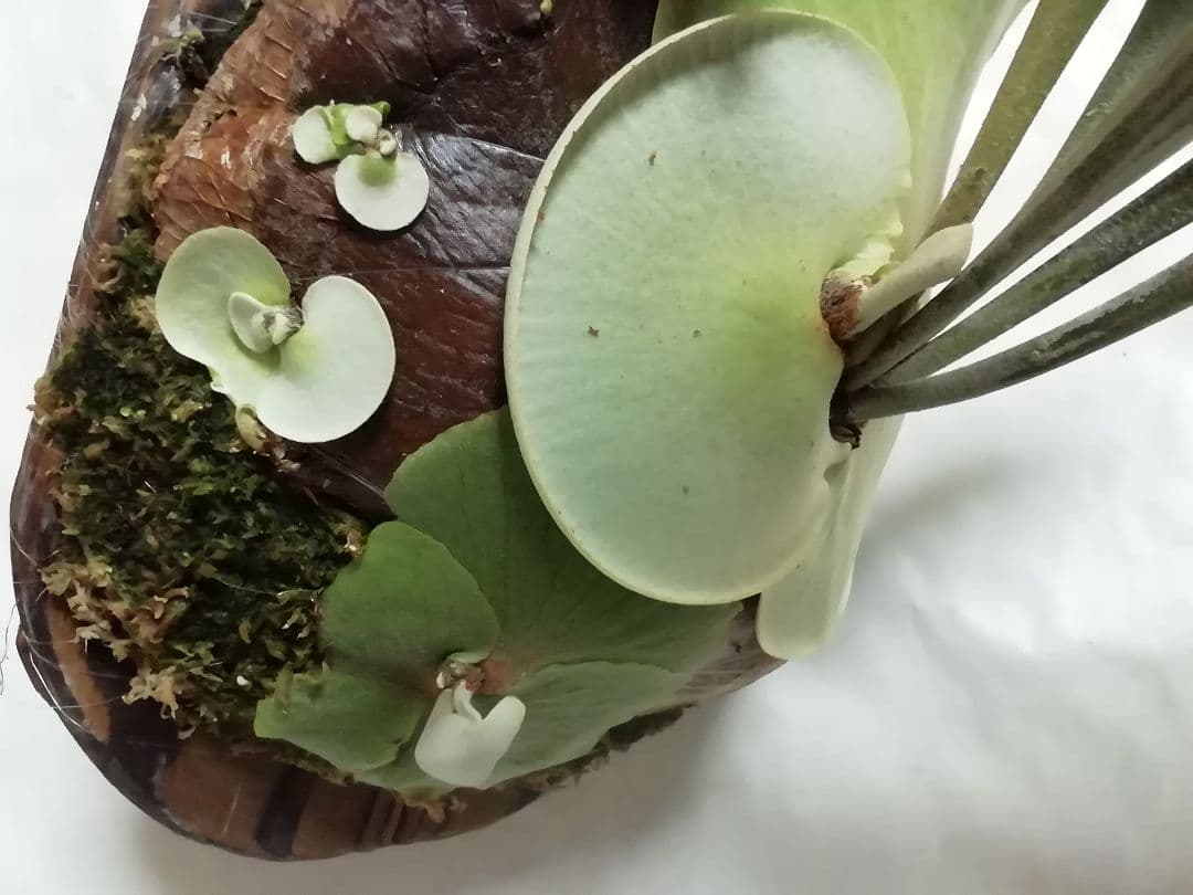 ビカクシダ　P.bifurcatum old type 　希少株　子株多数