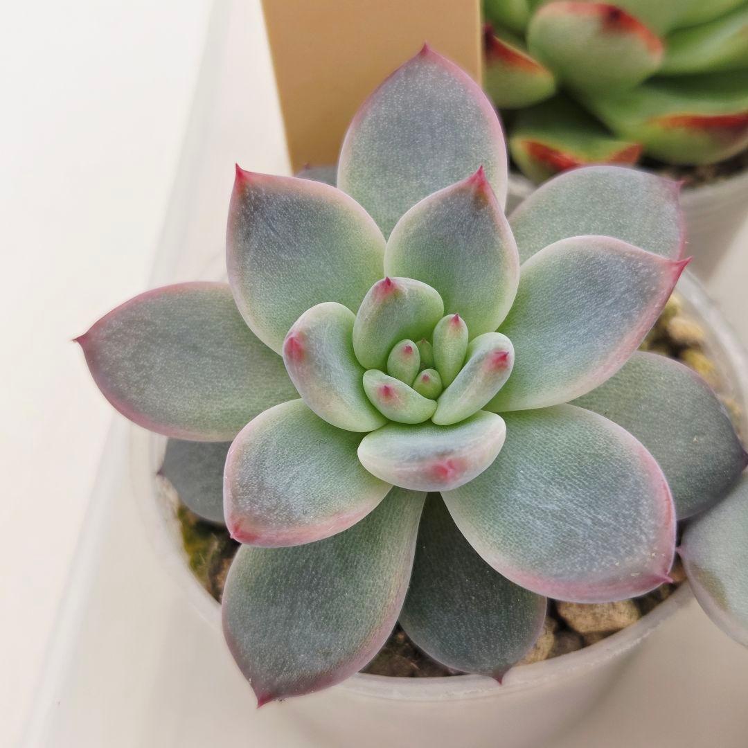 ⑥大きめ ももホイップ❣️中里リンゼアナ交配❣️発根済6苗メルカリ便込