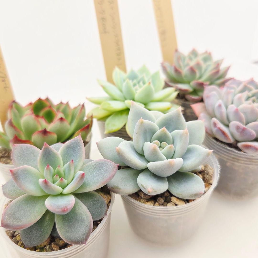 ⑥大きめ ももホイップ❣️中里リンゼアナ交配❣️発根済6苗メルカリ便込