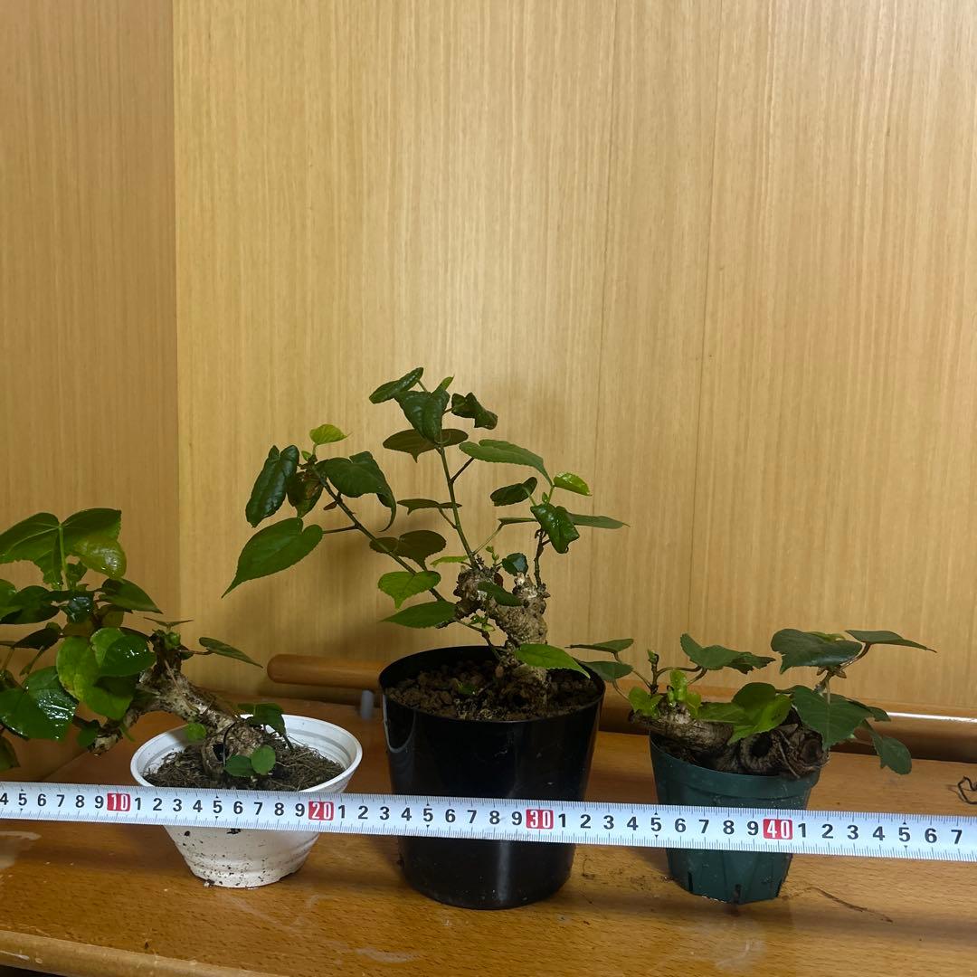 オオハマボウ！クリスマスセール12/25まで