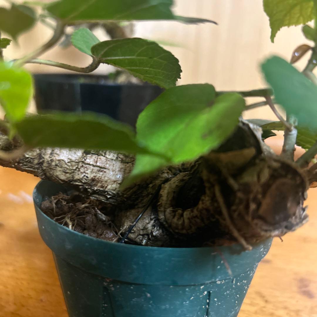 オオハマボウ！クリスマスセール12/25まで