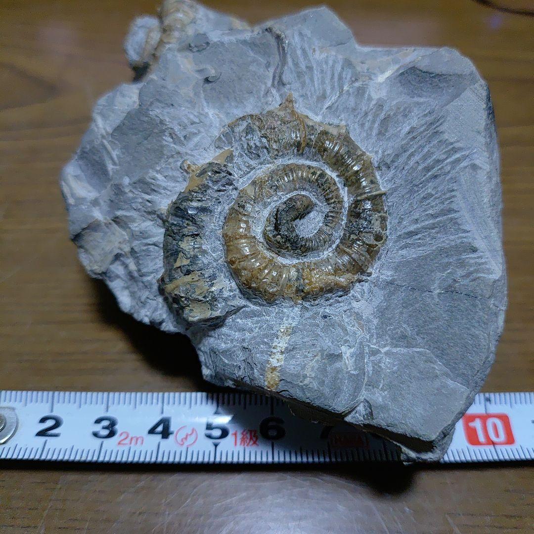 北海道アンモナイト 異常巻きムラモトセラス等