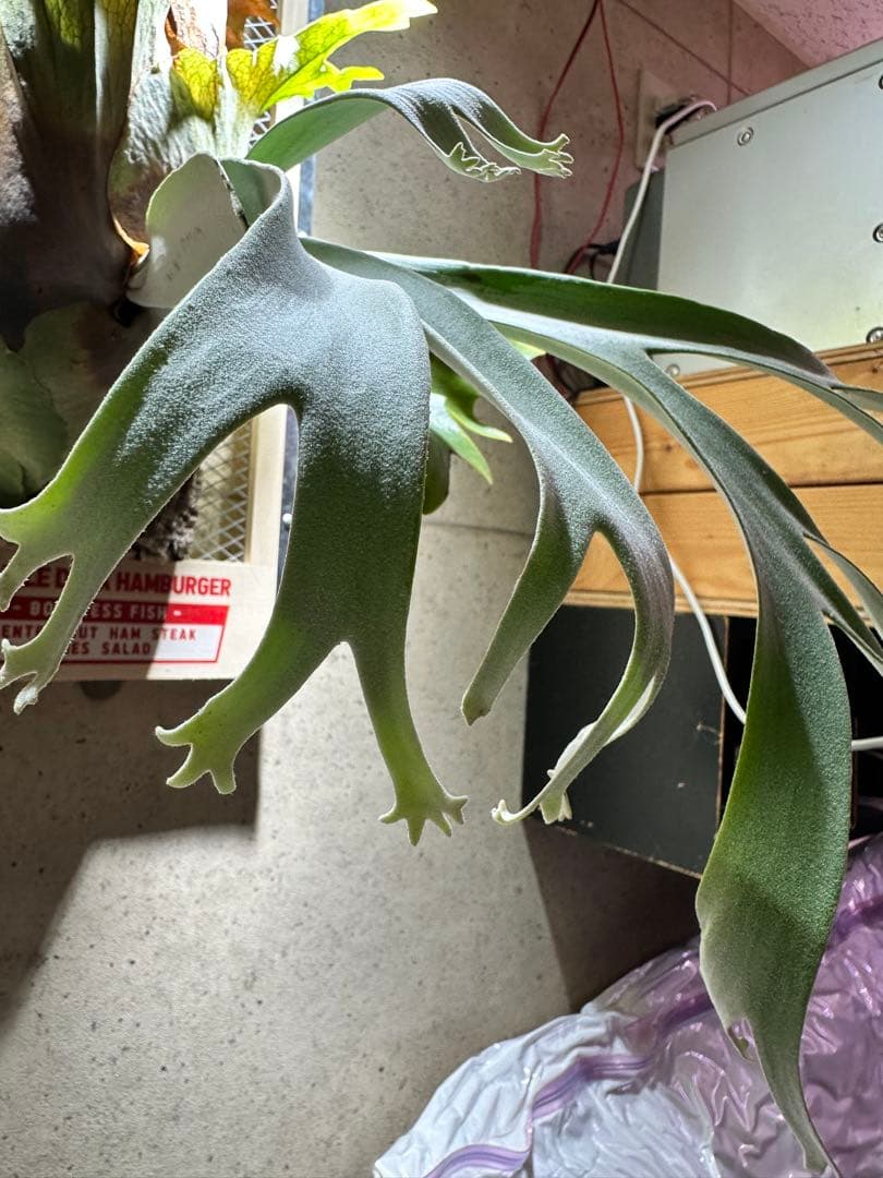 か*し様 p.willinckii wild 大株