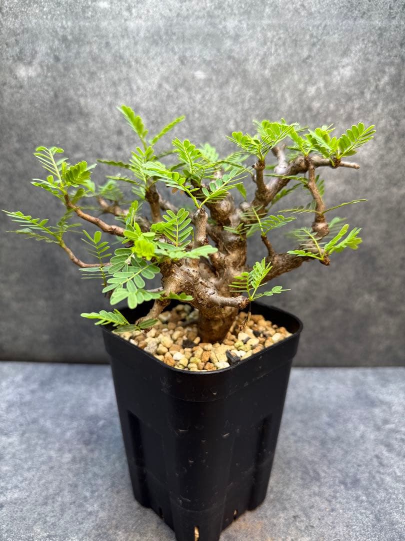 センナ メリディオナリス　海外実生　発根済　202