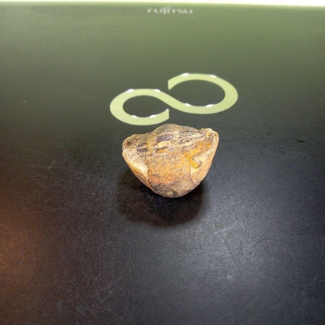 三葉虫　化石　fossil　ボリビア産　trilobite　南アメリカ化石郡④