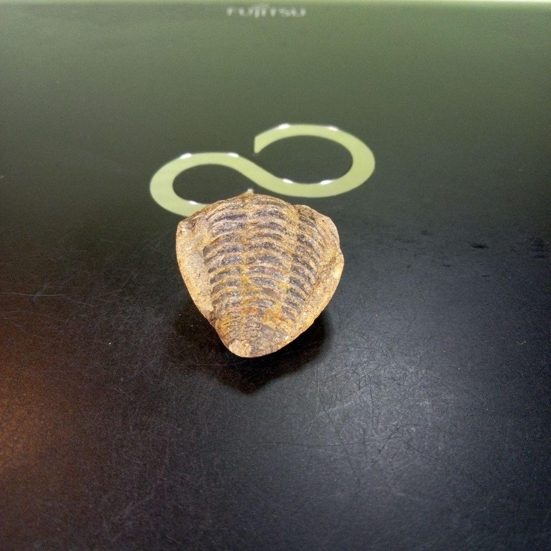 三葉虫　化石　fossil　ボリビア産　trilobite　南アメリカ化石郡④