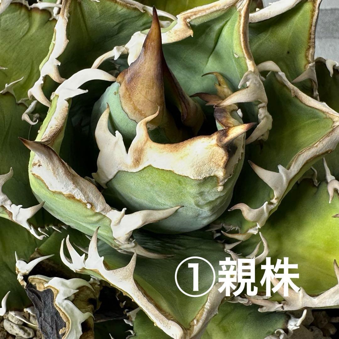 チタノタ イタリア産 STUDS TYPE セット ※バラ売り可能 検）麻花龍