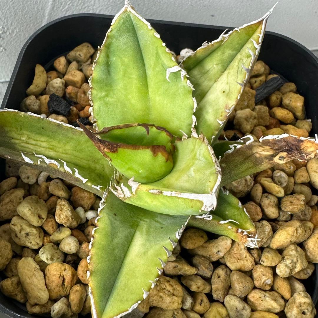 チタノタ イタリア産 STUDS TYPE セット ※バラ売り可能 検）麻花龍