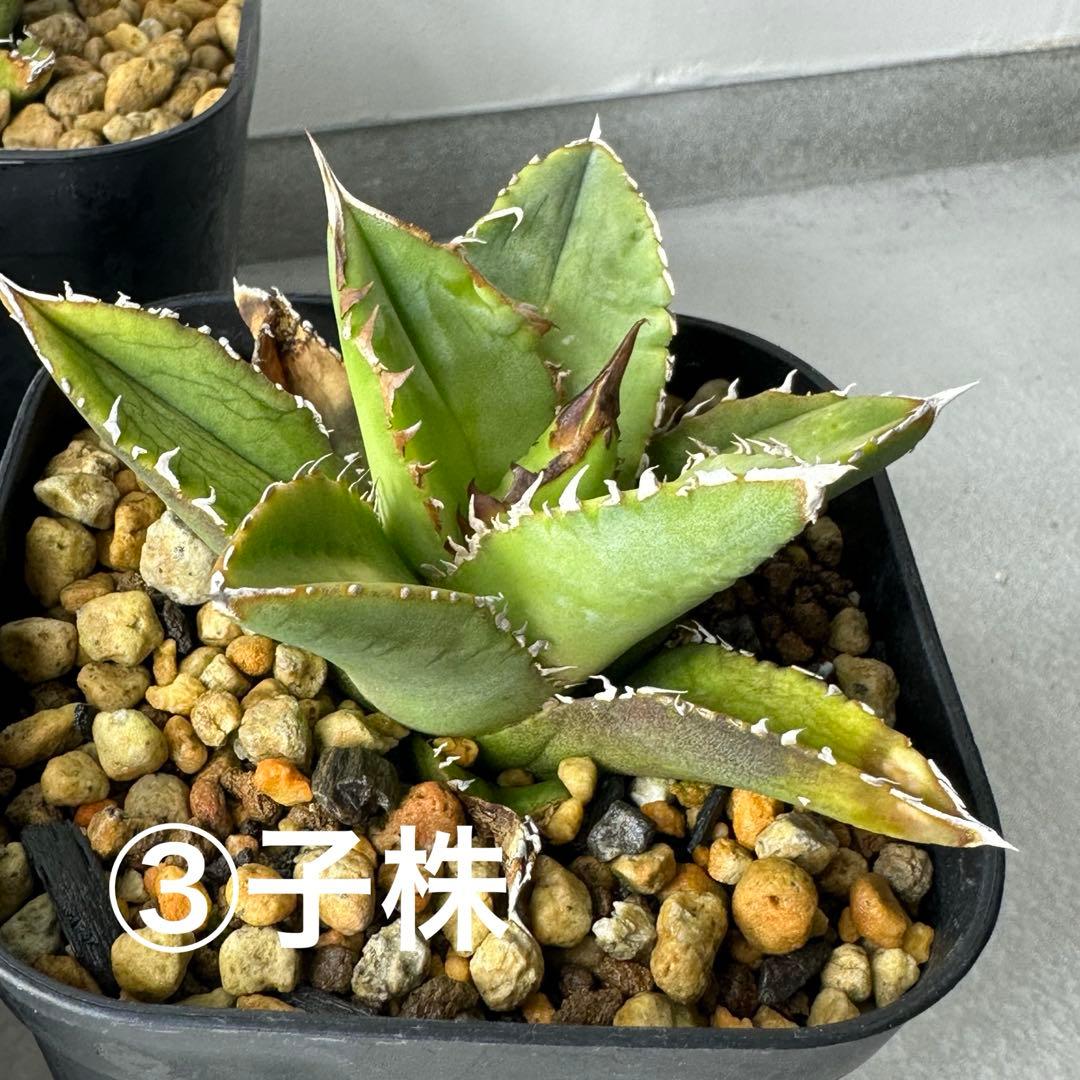 チタノタ イタリア産 STUDS TYPE セット ※バラ売り可能 検）麻花龍