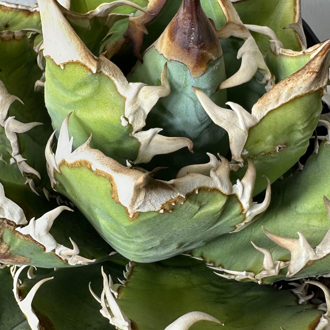 チタノタ イタリア産 STUDS TYPE セット ※バラ売り可能 検）麻花龍