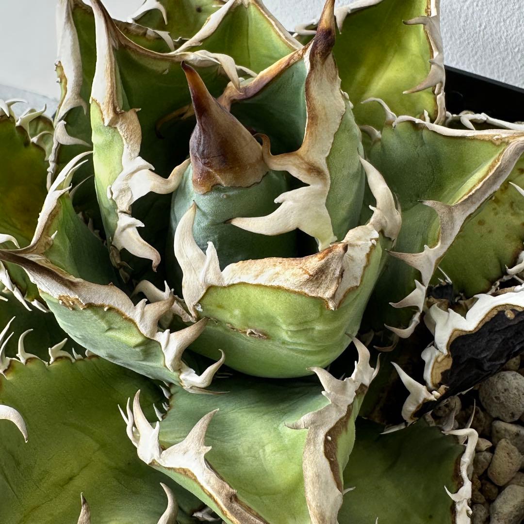 チタノタ イタリア産 STUDS TYPE セット ※バラ売り可能 検）麻花龍