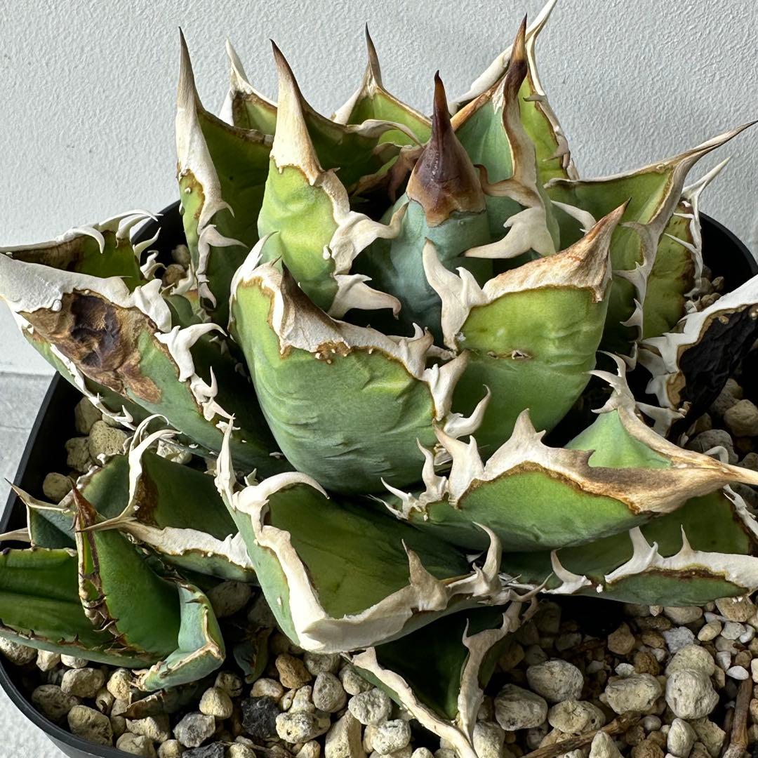 チタノタ イタリア産 STUDS TYPE セット ※バラ売り可能 検）麻花龍