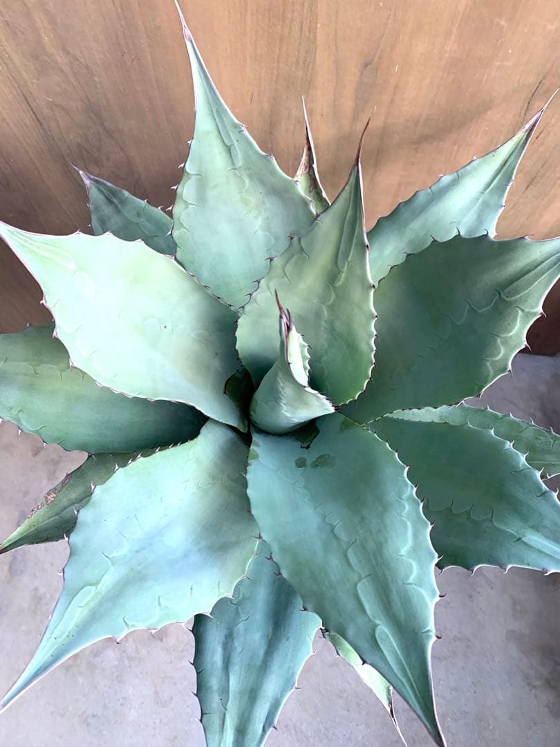 アガベ・オバティフォリア　大きめー