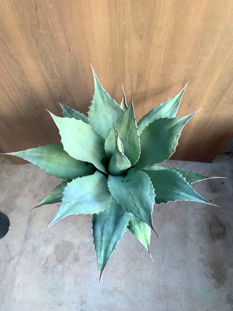 アガベ・オバティフォリア　大きめー