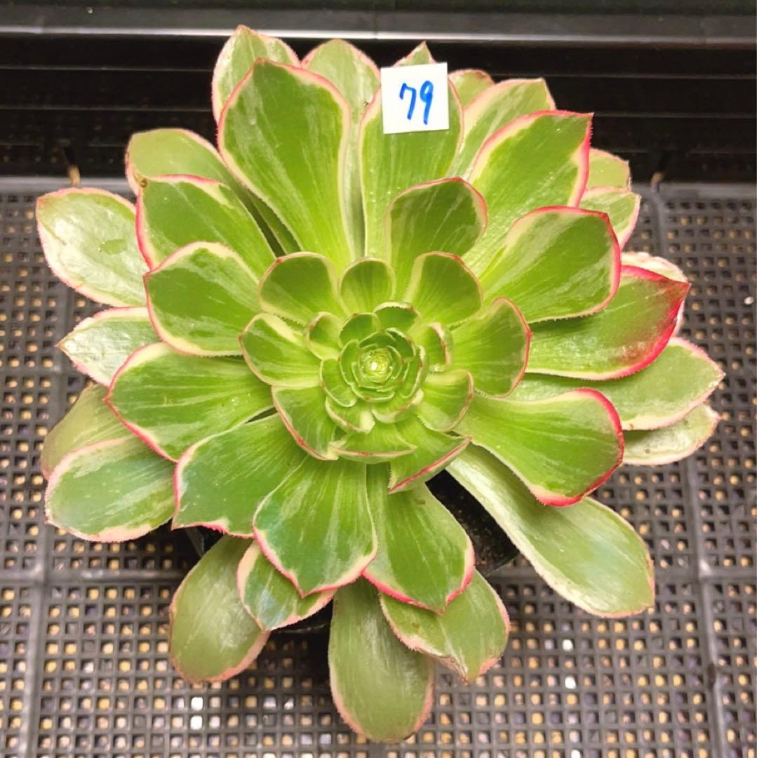 79#多肉植物アエオニウム錦❤️浣纱锦❤️1大頭4-5子芽19cm拔き苗