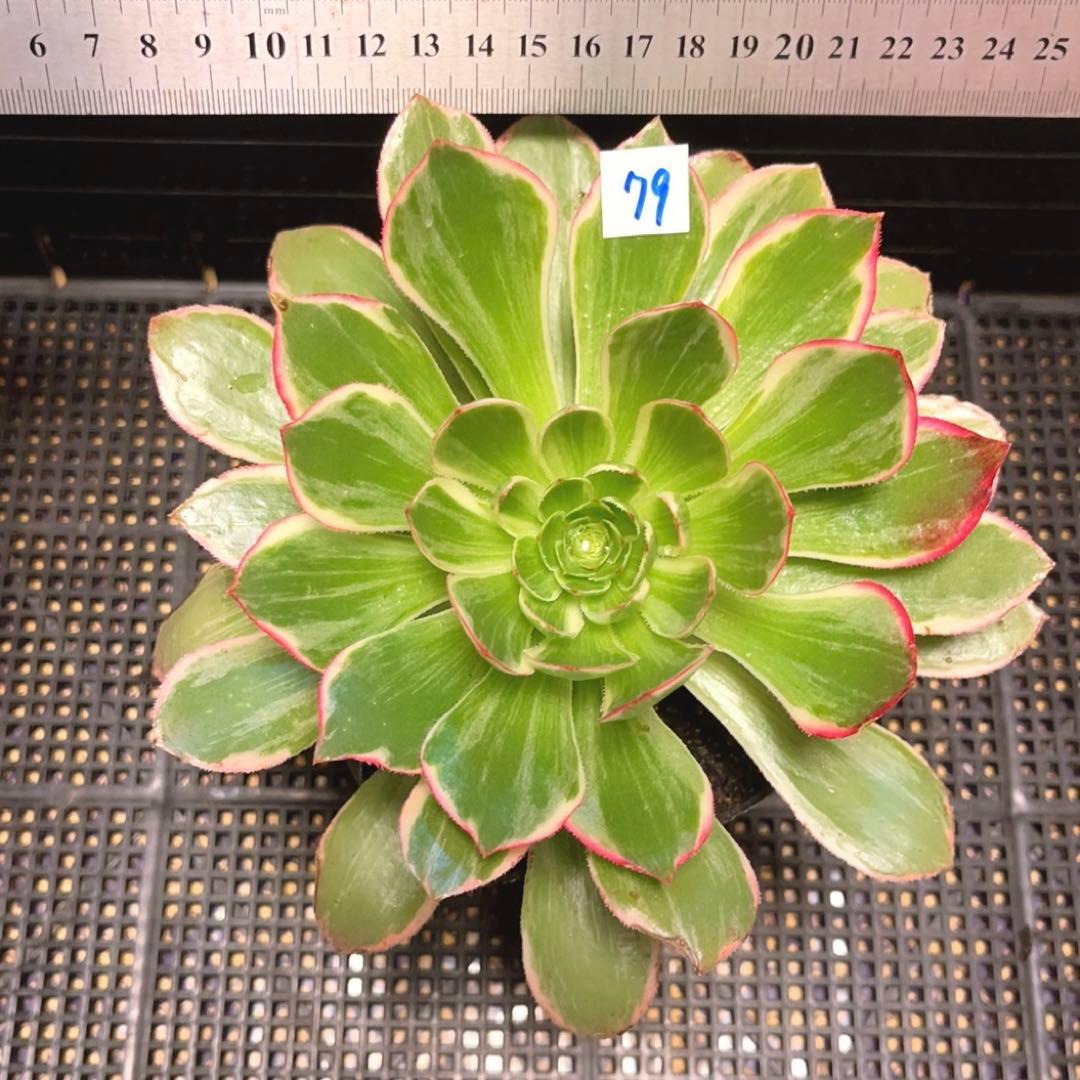 79#多肉植物アエオニウム錦❤️浣纱锦❤️1大頭4-5子芽19cm拔き苗