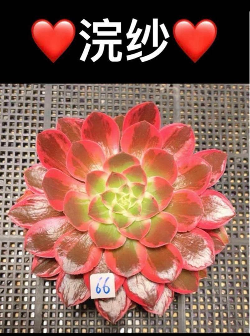 79#多肉植物アエオニウム錦❤️浣纱锦❤️1大頭4-5子芽19cm拔き苗