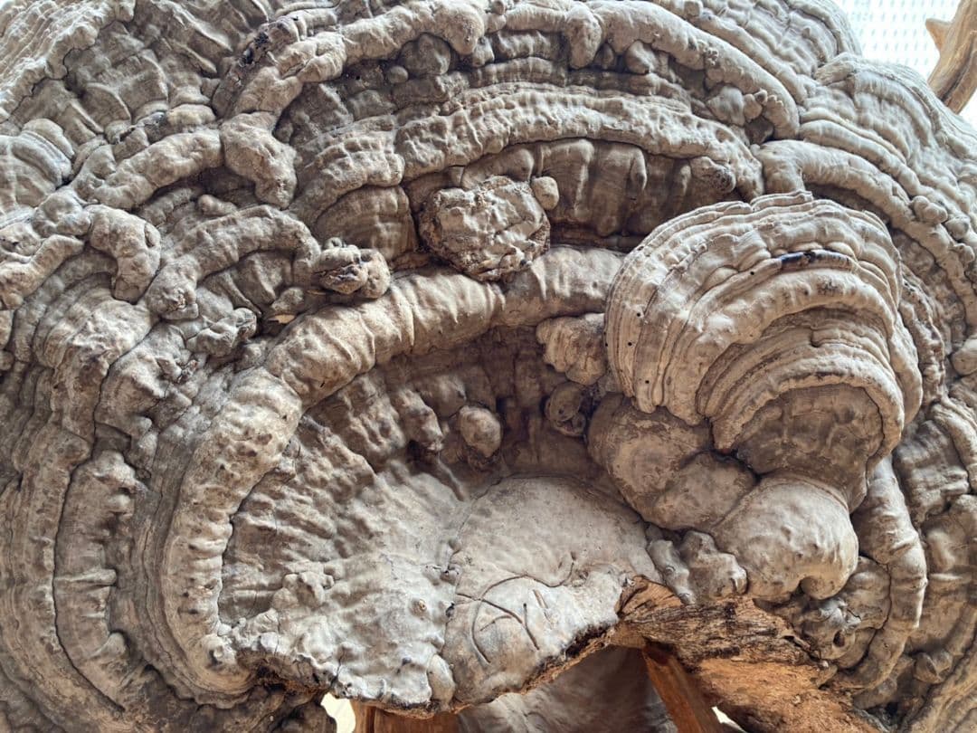 【幻サイズ】さるのこしかけ