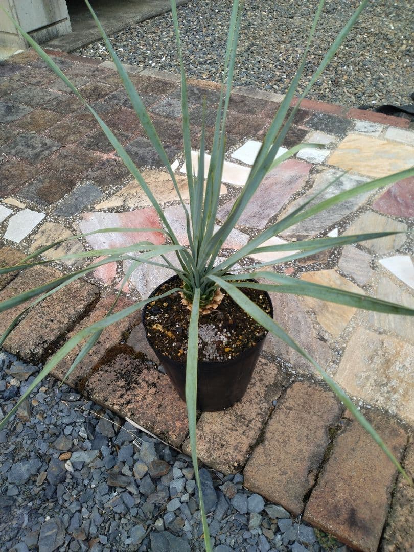 ユッカ 　ロストラータ　ブルー