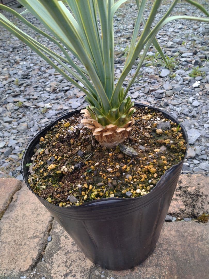 ユッカ 　ロストラータ　ブルー