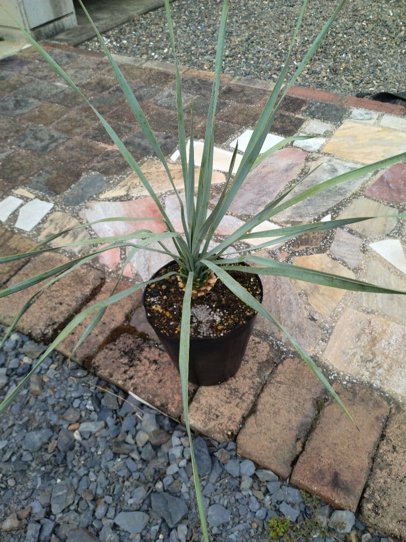 ユッカ 　ロストラータ　ブルー