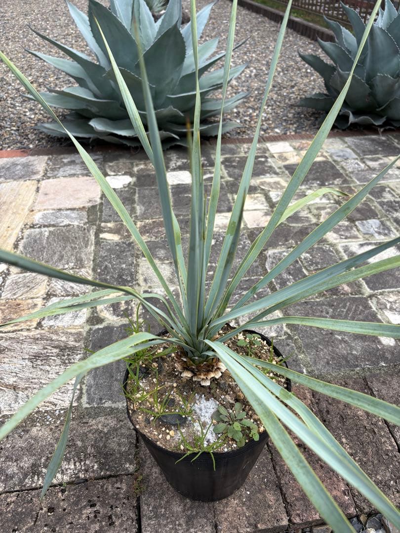 ユッカ 　ロストラータ　ブルー