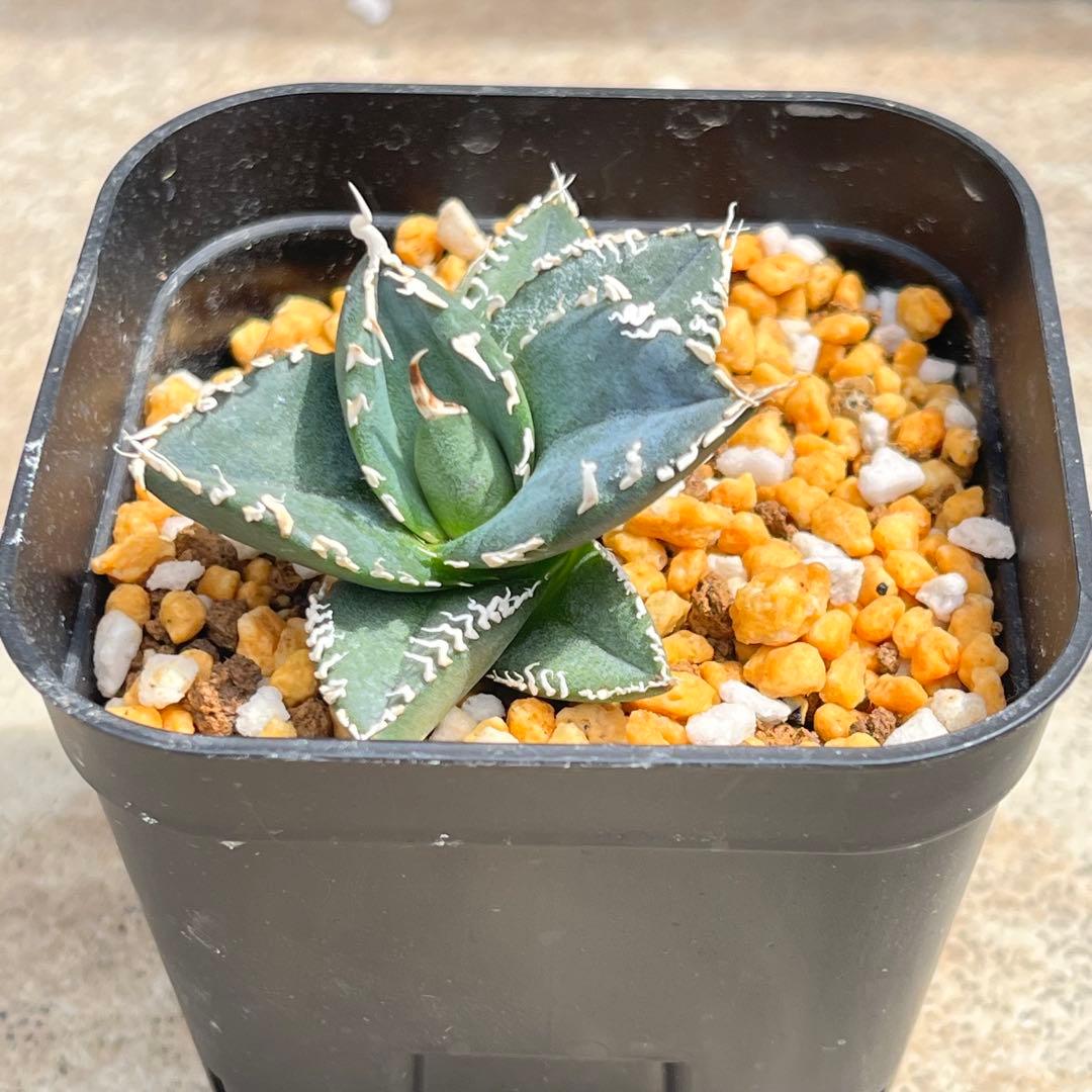 アガベ　チタノタ　コブラ　No.003　鉢、送料込　メルカリ便