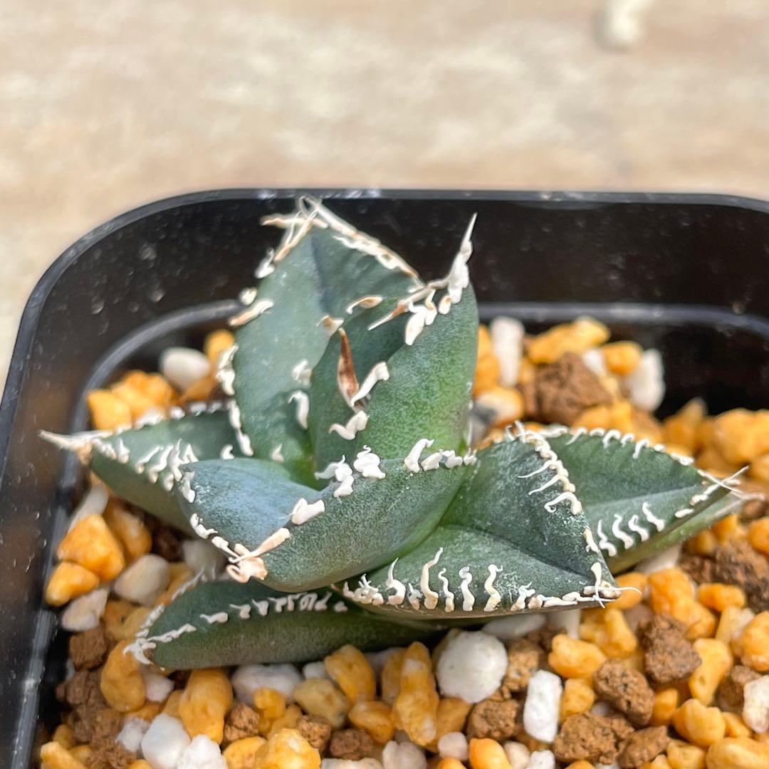 アガベ　チタノタ　コブラ　No.003　鉢、送料込　メルカリ便