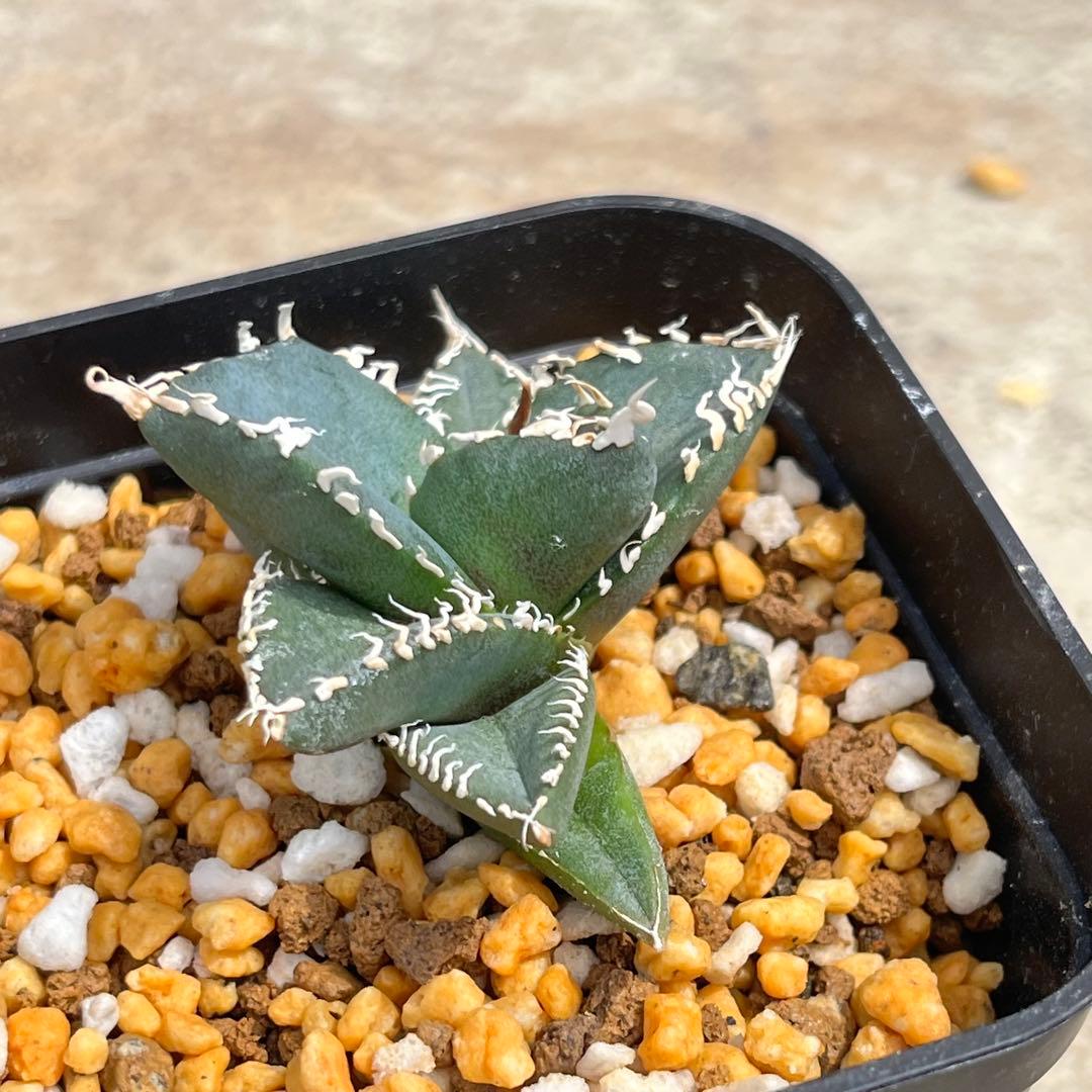 アガベ　チタノタ　コブラ　No.003　鉢、送料込　メルカリ便