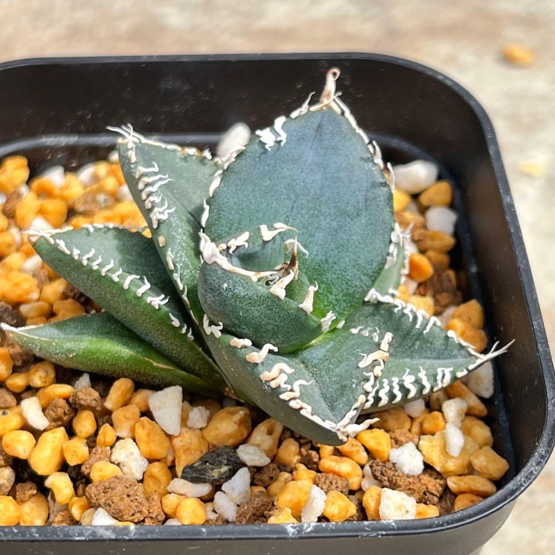 アガベ　チタノタ　コブラ　No.003　鉢、送料込　メルカリ便