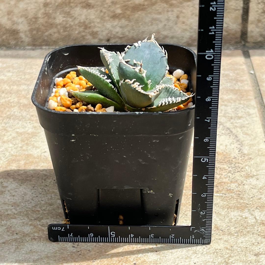 アガベ　チタノタ　コブラ　No.003　鉢、送料込　メルカリ便