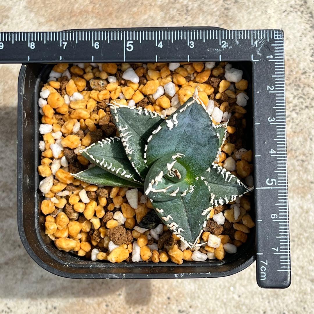 アガベ　チタノタ　コブラ　No.003　鉢、送料込　メルカリ便